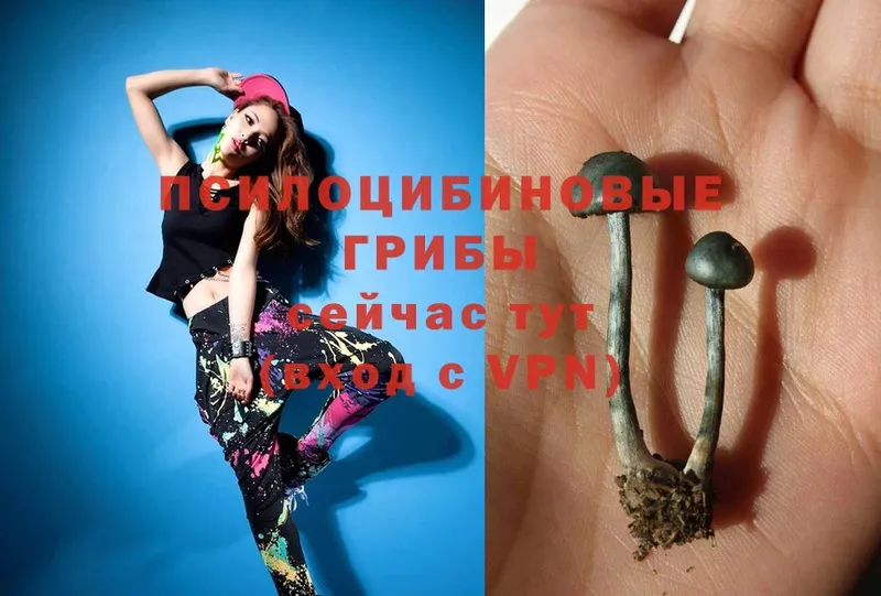 где продают наркотики  Беслан  Псилоцибиновые грибы Psilocybe 